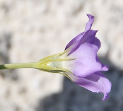 Eustoma exaltatum