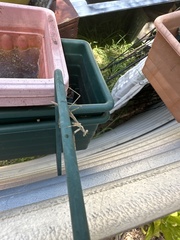 Archimantis latistyla