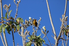 Icterus spurius