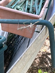 Archimantis latistyla