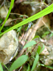 Labidiosticta vallisi