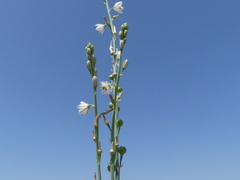 Asphodelus tenuifolius