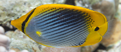 Chaetodon ocellicaudus