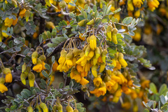 Sophora chrysophylla