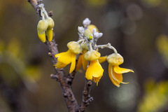 Sophora chrysophylla