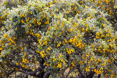 Sophora chrysophylla