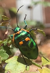 Scutiphora pedicellata