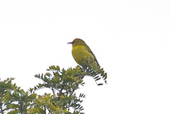 Chlorodrepanis virens wilsoni