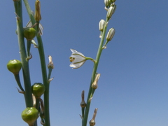 Asphodelus tenuifolius