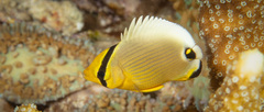 Chaetodon ocellicaudus