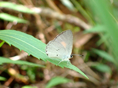 Candalides xanthospilos