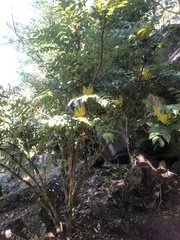 Berberis duclouxiana