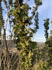 Malacothamnus davidsonii