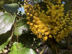 Berberis duclouxiana