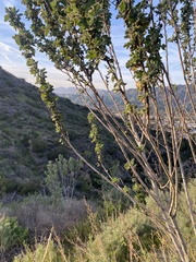 Malacothamnus davidsonii