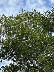 Magnolia compressa