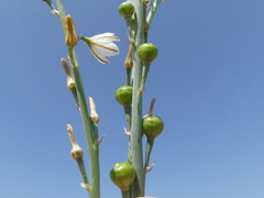 Asphodelus tenuifolius