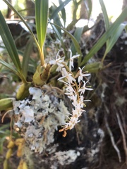 Coelogyninae