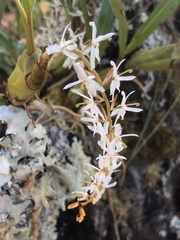 Coelogyninae
