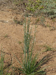 Asphodelus tenuifolius