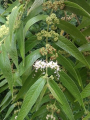 Callicarpa pilosissima