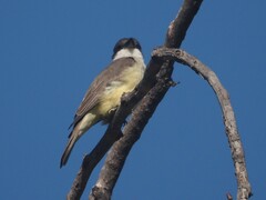 Tyrannus crassirostris