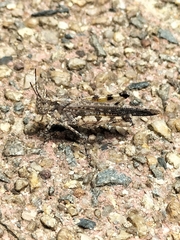 Pycnostictus seriatus