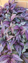 Strobilanthes auriculata dyeriana