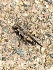 Pycnostictus seriatus