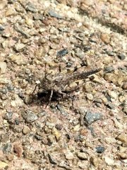 Pycnostictus seriatus