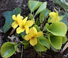 Viola rotundifolia