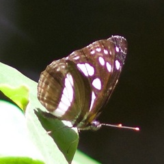 Phaedyma shepherdi