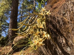 Dendrobium