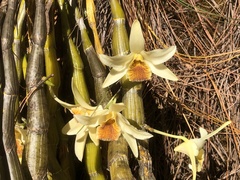 Dendrobium