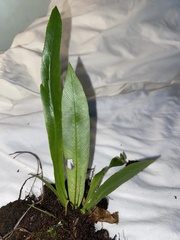Asplenium serratum