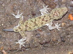 Hemidactylus kushmorensis