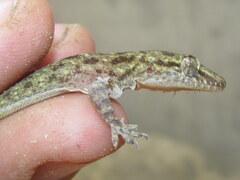 Hemidactylus kushmorensis