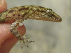 Hemidactylus kushmorensis