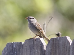Zonotrichia leucophrys