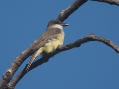 Tyrannus crassirostris