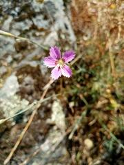 Dianthus lusitanus