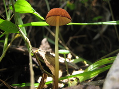 Marasmius berteroi