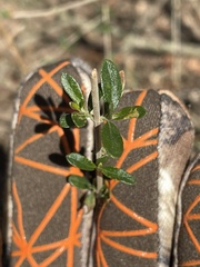 Aloysia gratissima