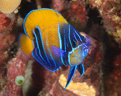 Pomacanthus navarchus