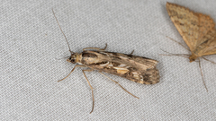 Nomophila corticalis