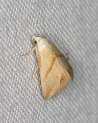 Eublemma