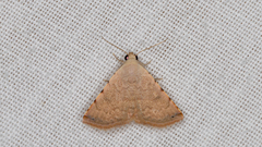 Eublemma silicula