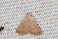 Eublemma silicula