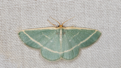 Mixocera latilineata