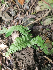 Microlepia